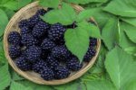 Brombeeren entsaften